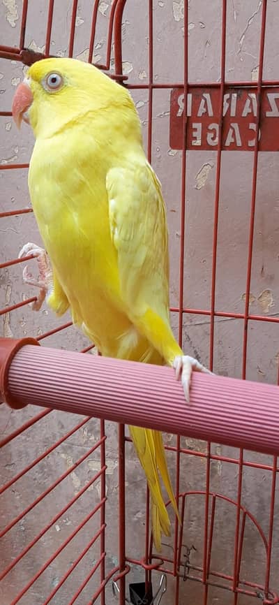 yellow Ringneck females