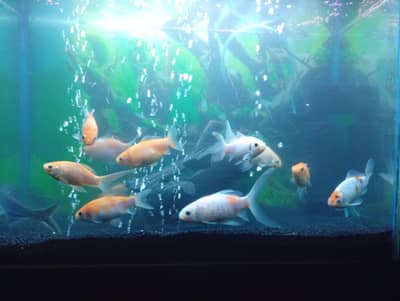 aquarium with 12, fish