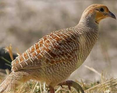 teetar Dakhni home Bread