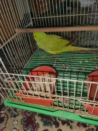 confirme nai pta male hy ya female  per katy huwy hy