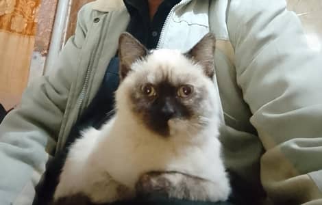 beautiful female cat