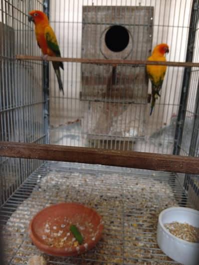 Sunconure Breeder pair