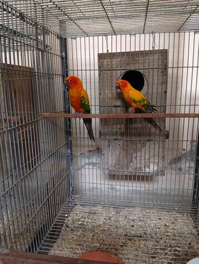 Sunconure Breeder pair