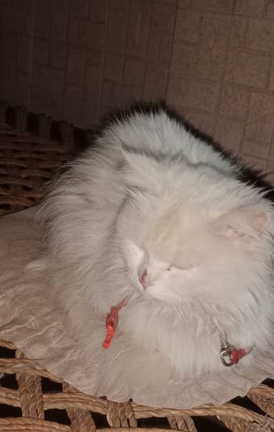 White doll face female cat