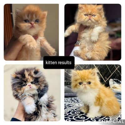 Piki Face male cat available for *meeting*