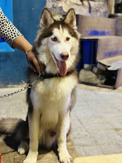 Male husky wholly coat