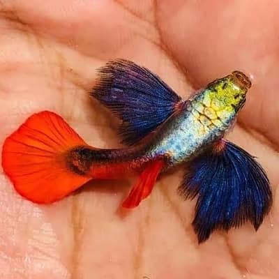 Dumbo Ear Guppy Males