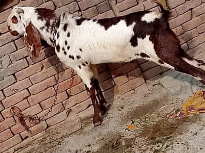2 Dant Bakra