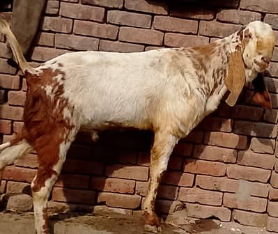 Bakra For sale