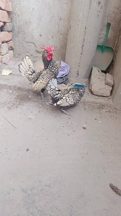 Silver sebright breeder pair