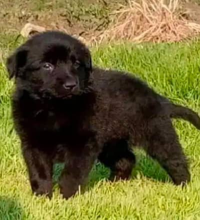 German Shepherd | black n tan Shepherd | gsd dog | puppy |puppies
