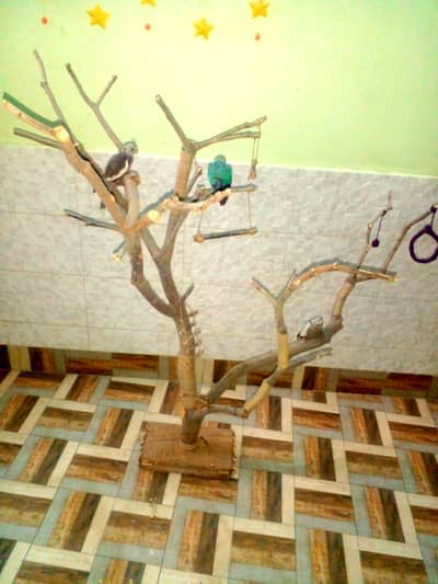 very beautiful and natural parrot stand