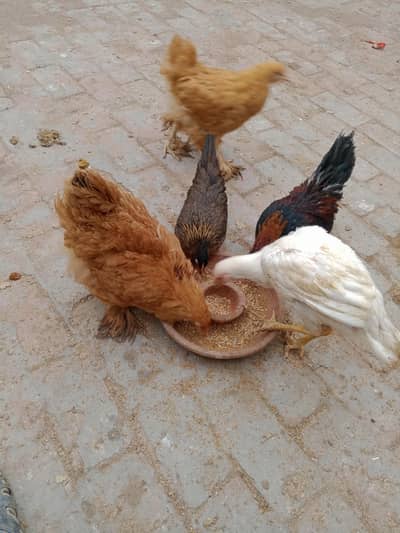 Fancy Hen's 0315/7209676