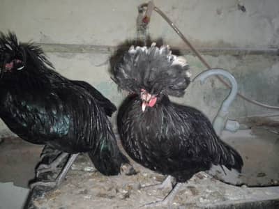 Polish, buff, Japanese, 0315/7209676