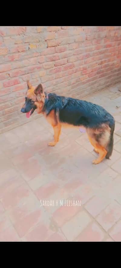 Jarman Shafrd long cot pedigree fmail 03092000029 watsp