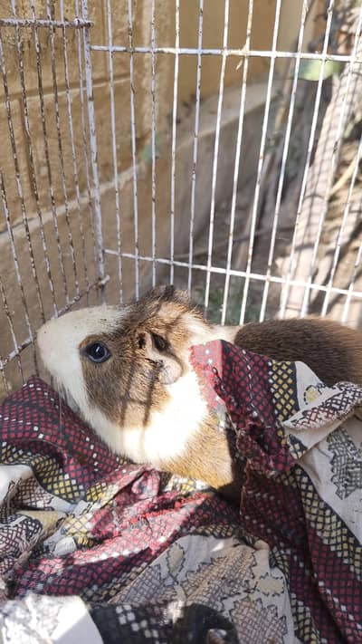 Guinea pig Male