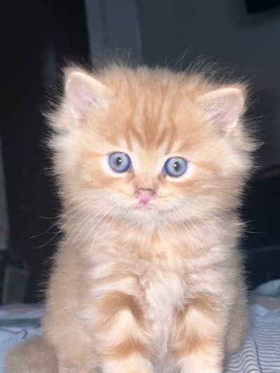 persian kittens colour fawn