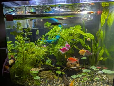 Different type of fishes