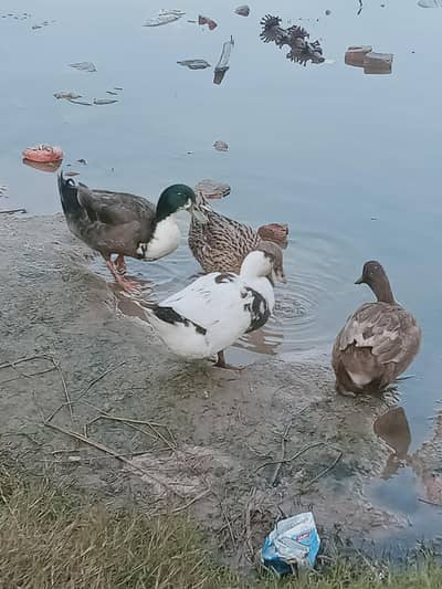 4 ducks