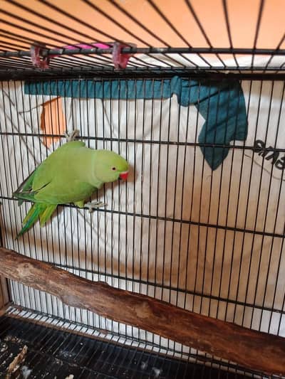 ring neck wild femele