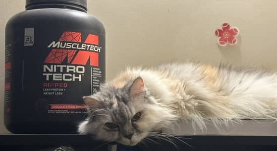 Fully vaccinated Persian cat