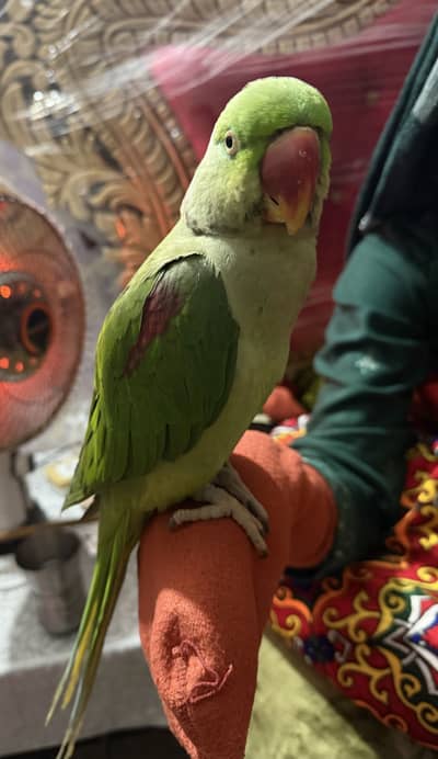 Raw male parrot