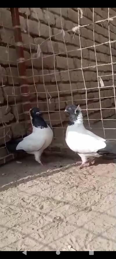 English Nun Red and Black  breeder pair