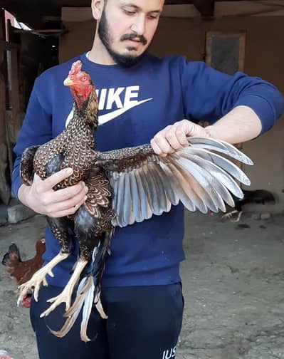 Quality Aseel Home breed Pair.