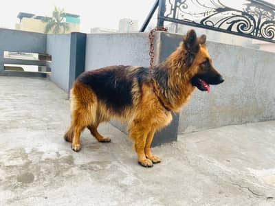 German Shepherd female