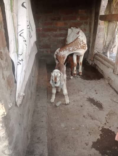 Bakri with 2 baby