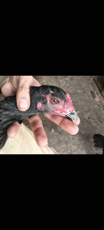 pur aseel thaii hens