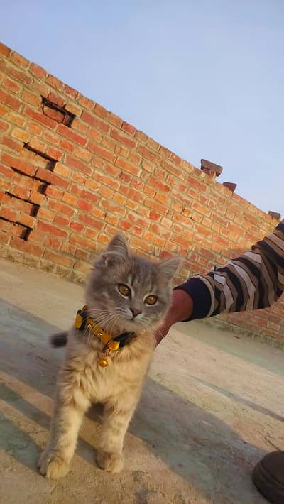 triple cout persion cat urjent for sale