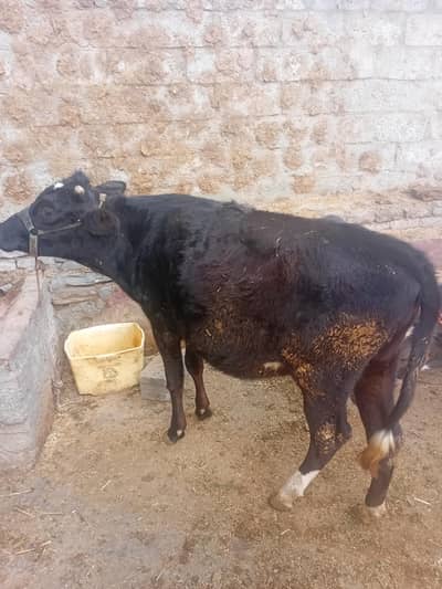 بچھڑی دودانت  خالی