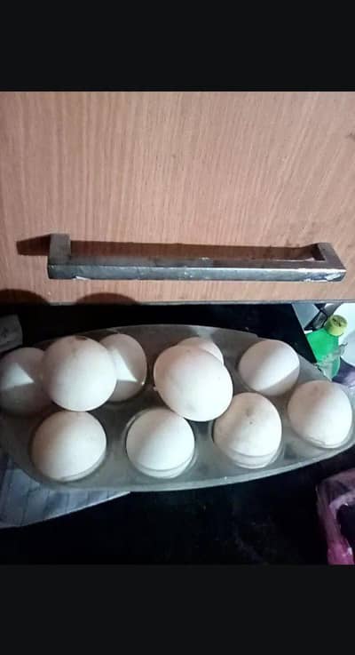pure khaki kambal eggs for sale 12 =600