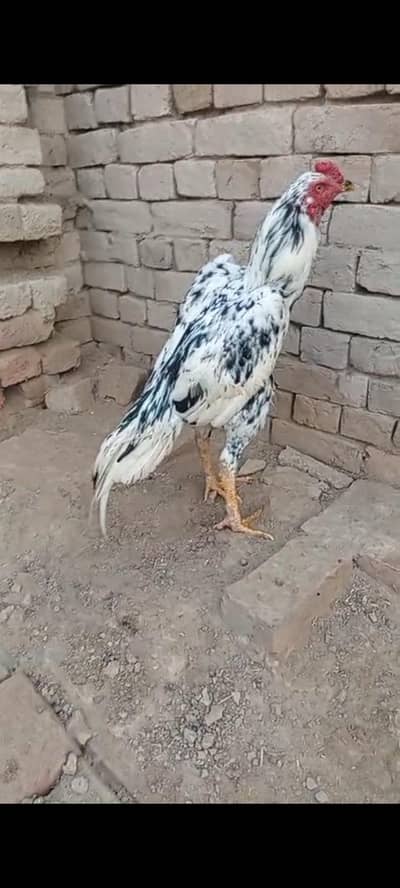 Pakistani aseel murga