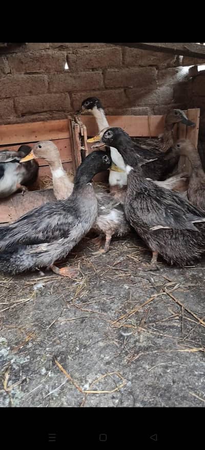 Duck for sale 2 male 6 femele