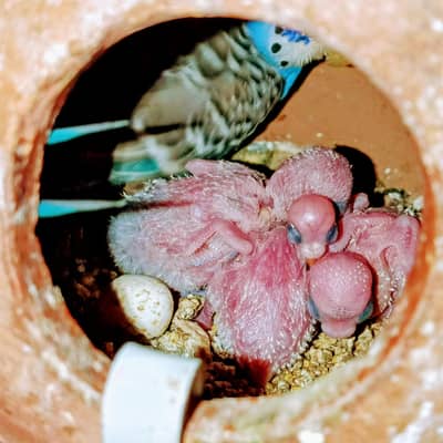 Budgie Breedar Pairs with baby's