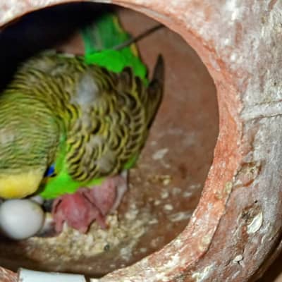 Budgie Breedar Pairs with baby's Australian parrot