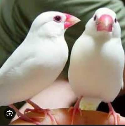 white java breeder colony for sale