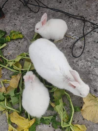 Rabbits for sale