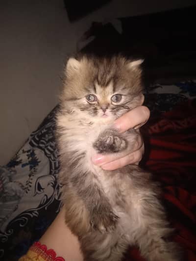 grey black colour ki cute baby