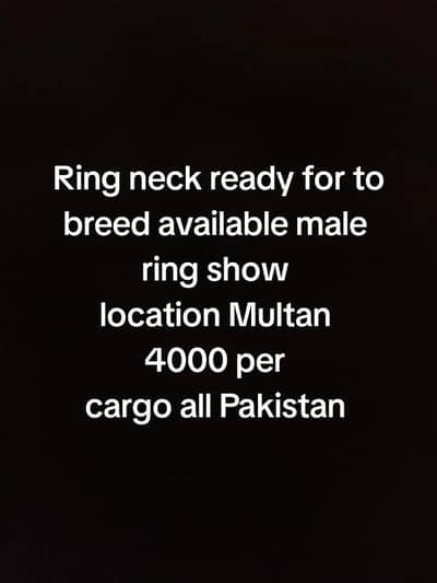 howm  breed  ready to breed ring show