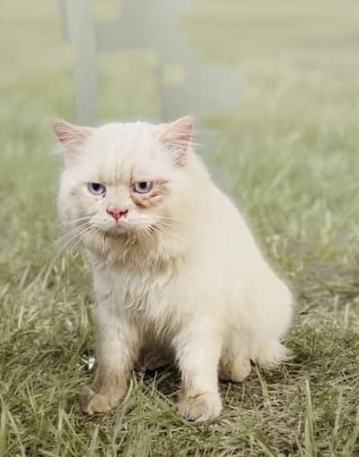 Himalayan male cat stud