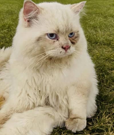 Himalayan male cat stud
