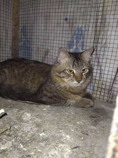 Persian cat for urgent sale