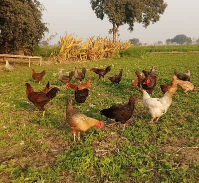 Desi Murgia, Desi Eggs wtapp, 03052030965