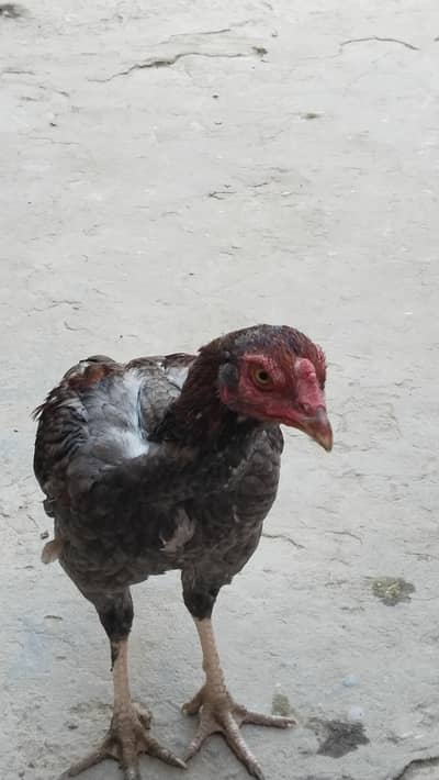 aseel murga /contact/read description