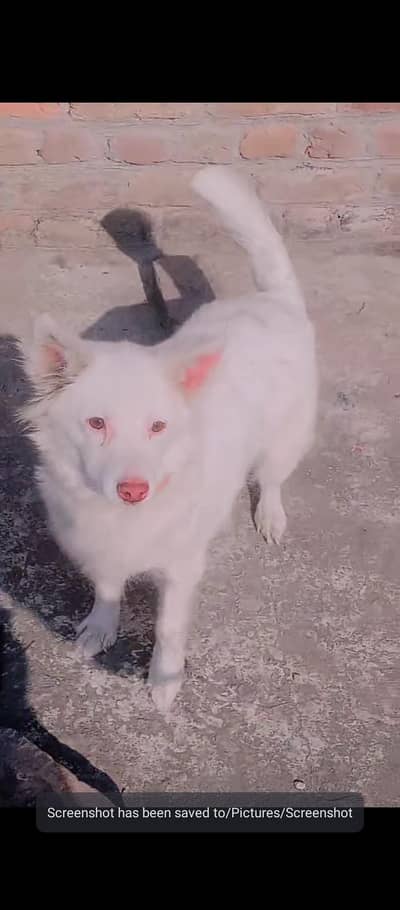 pink nose  russain female  for sale