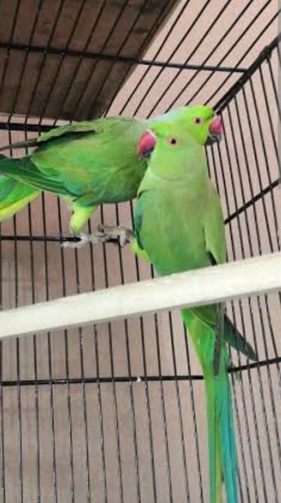 love birds and ring neck pair breeder pair