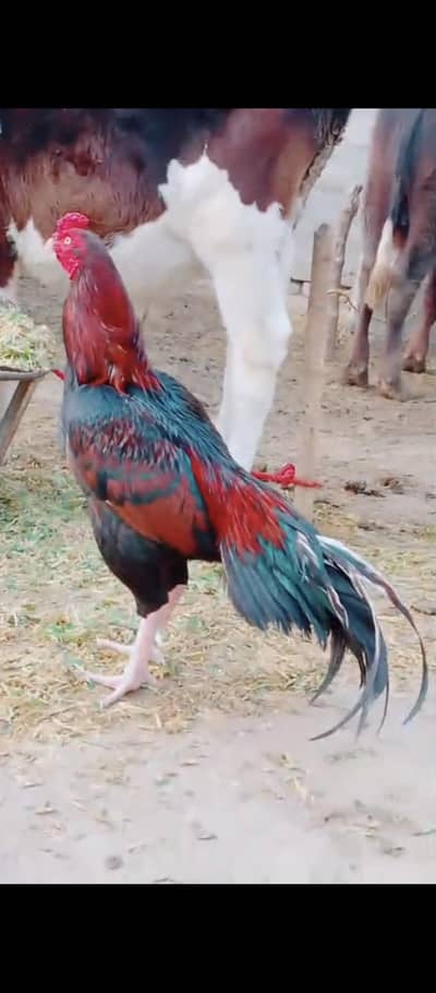 aseel murga out class